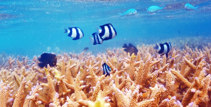 Blaue Fische schwimmen in einem Riff in Meer