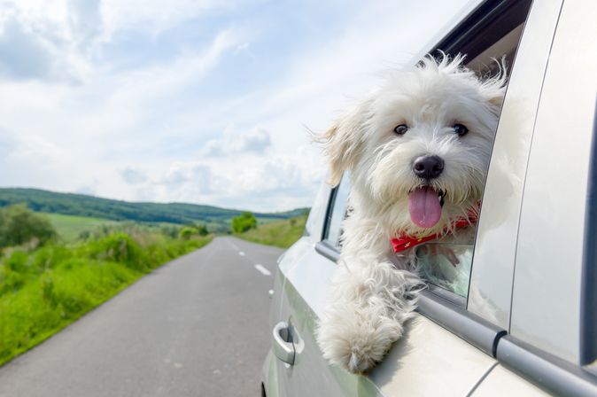 Ein Hund lehnt sich während der Fahrt aus dem Autofenster