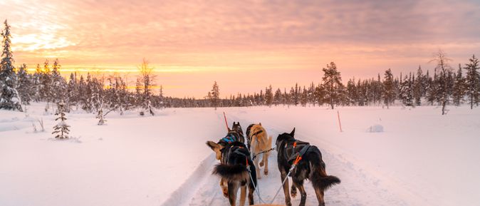 Hunde ziehen einen Schlitten durch den Schnee bei Sonnenuntergang