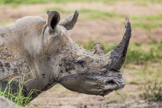 Hluhluwe-Imfolozi Game Reserve_Nashorn