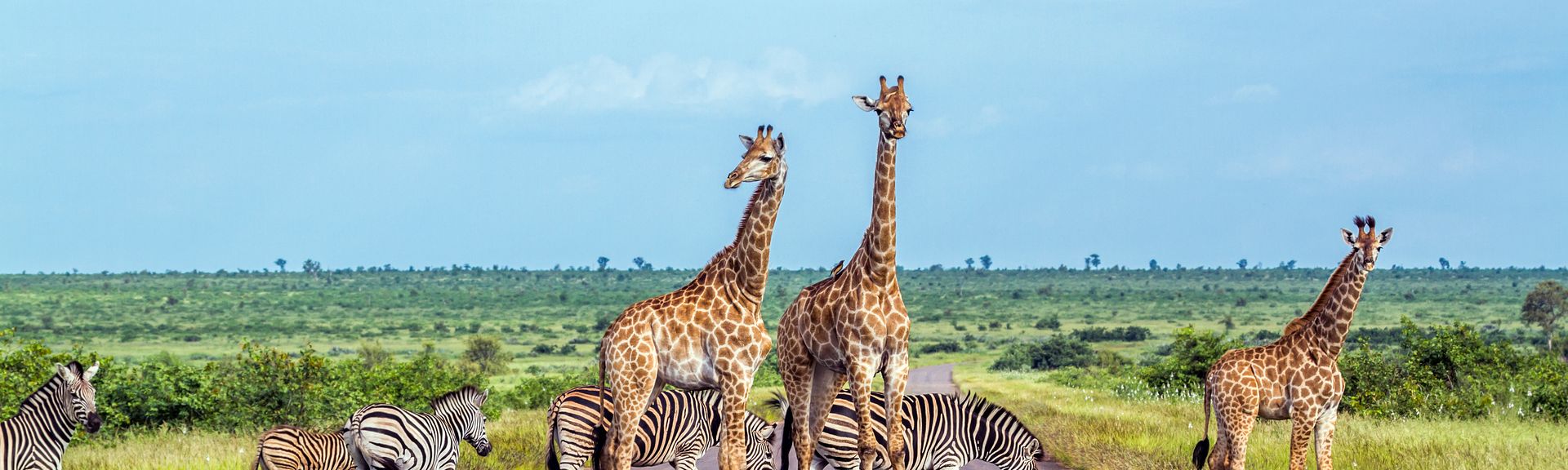 Giraffen und Zebras stehen auf einer Straße umgeben von Natur in Afrika
