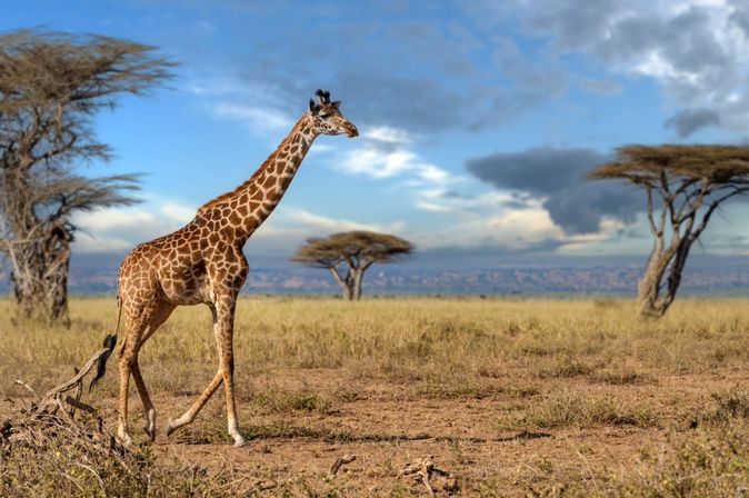 Giraffe läuft durch eine Steppe 
