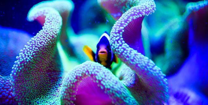 Ein blauer Fisch in einer Seeanemone