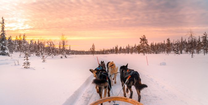 Hunde ziehen einen Schlitten durch den Schnee bei Sonnenuntergang